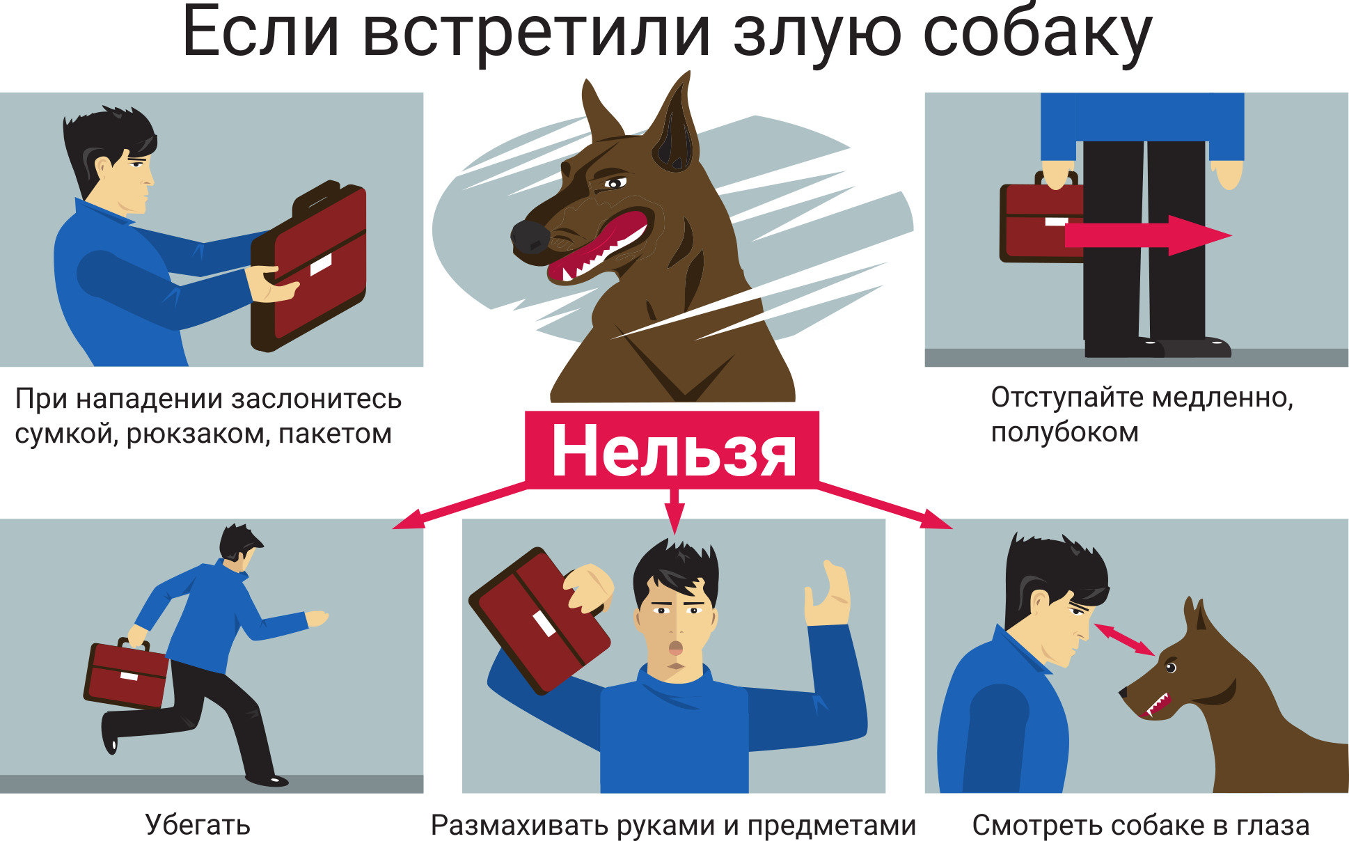 Меры предосторожности при встрече с бродячими собаками